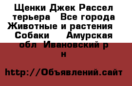 Щенки Джек Рассел терьера - Все города Животные и растения » Собаки   . Амурская обл.,Ивановский р-н